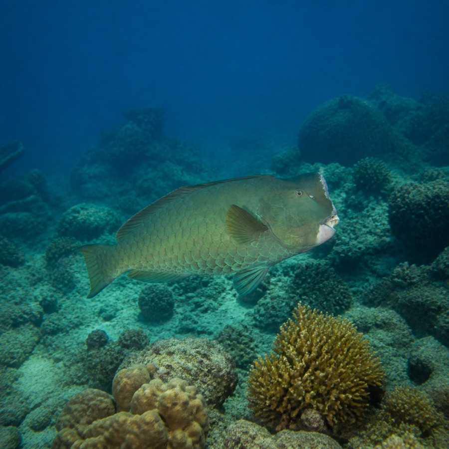 Illustration of a bumphead parrotfish over the reef