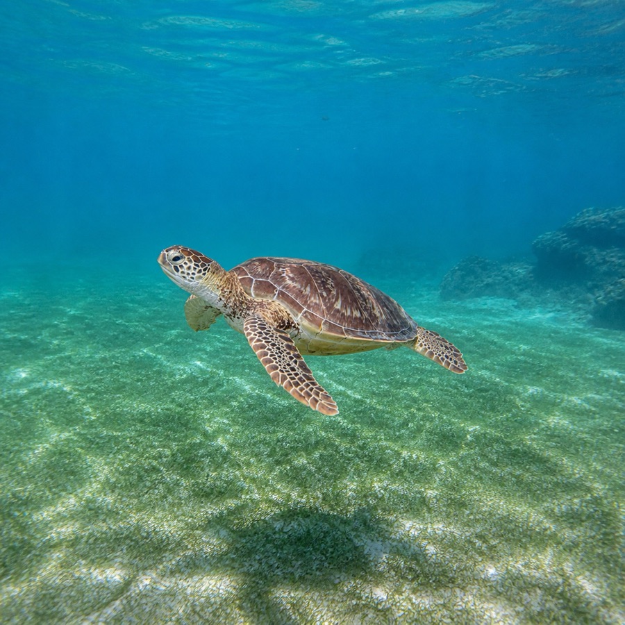 Tortuga verde nadando sobre el arrecife