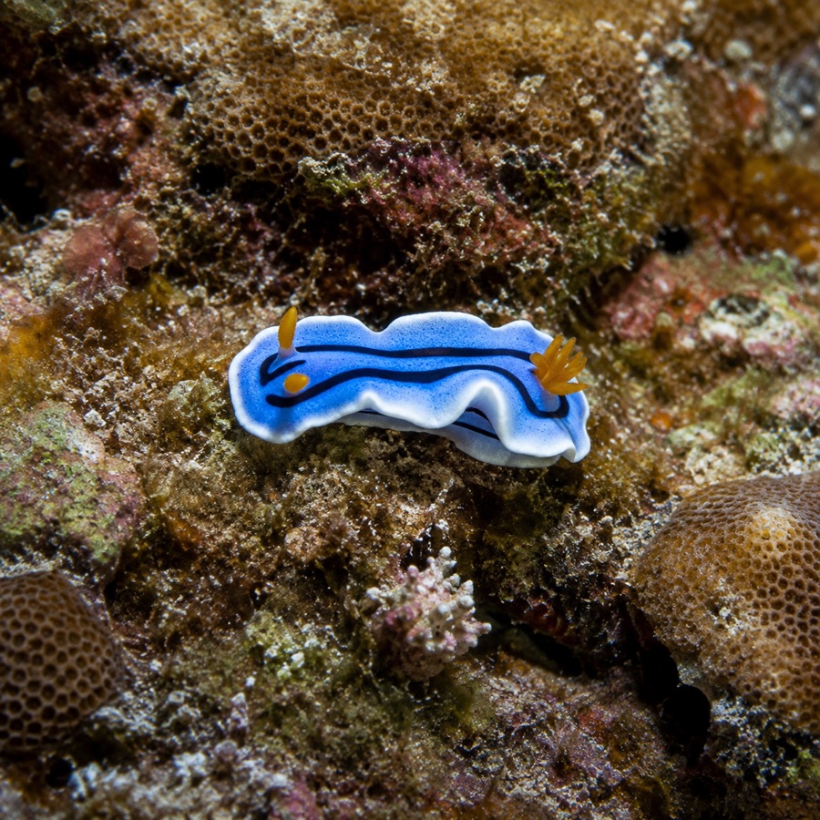 Nudibranquio de Loch sobre el fondo marino