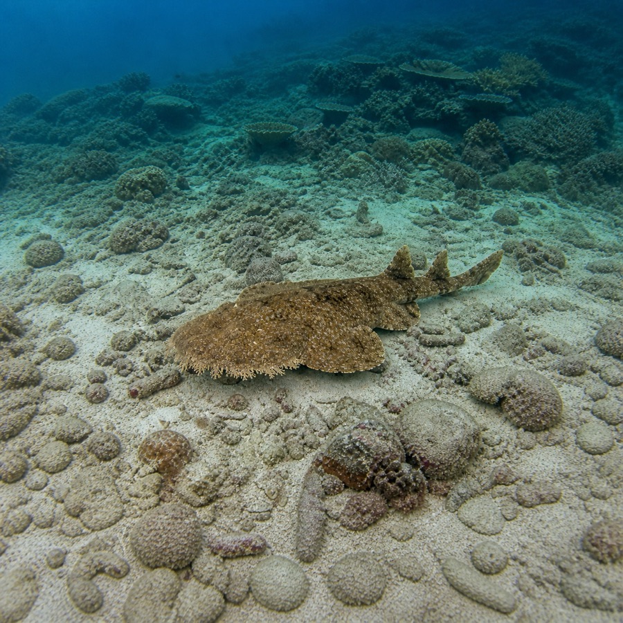 Illustration of a tasselled wobbegong resting on sand and coral