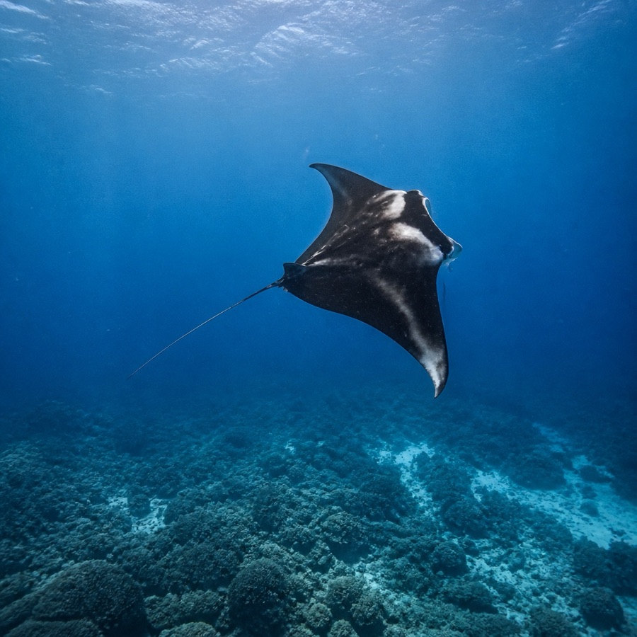 Illustration of a reef manta ray gliding over a coral reef