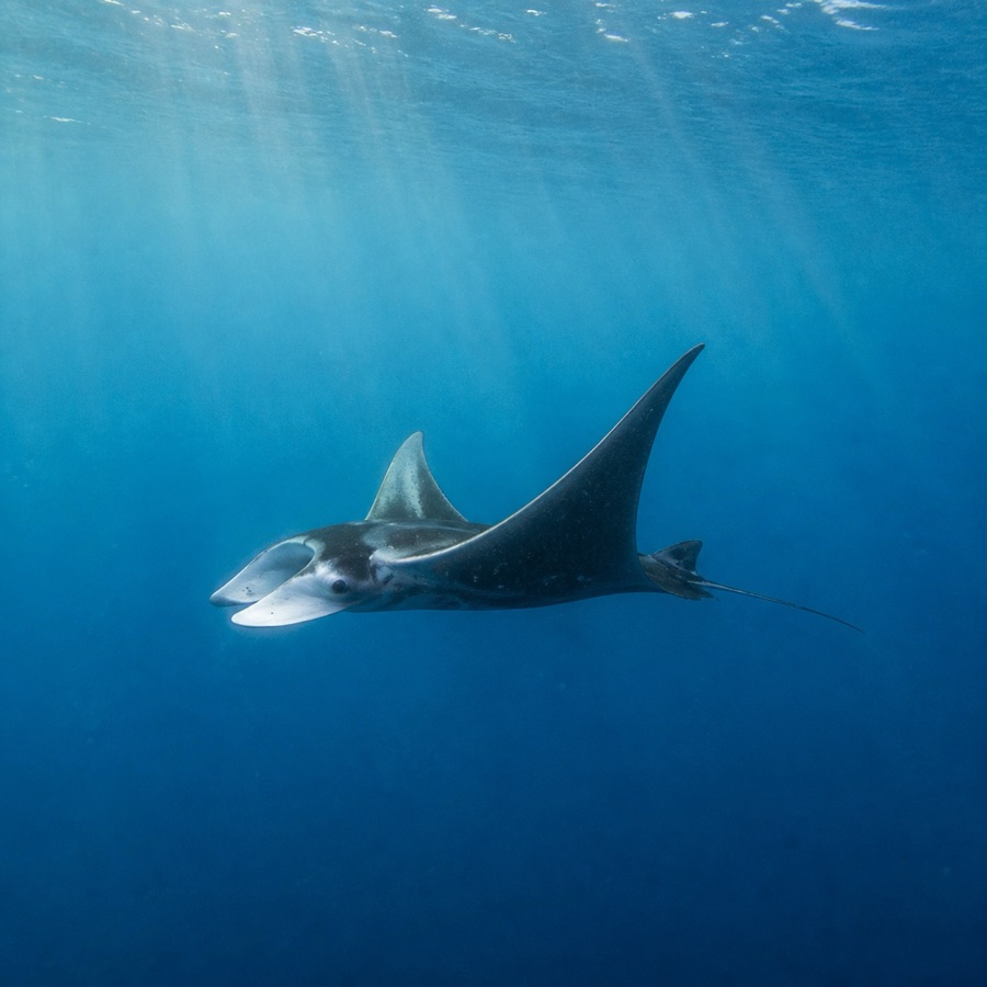 Manta oceánica nadando en aguas azules